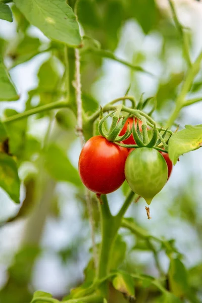 Bunch Cherry Tomatoes Growing Greenhouse — Stock Photo, Image