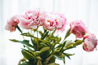 Beyaz arka planda taze pembe şakayık tomurcukları.