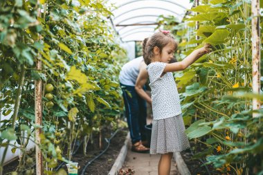 Şirin küçük kız serada büyükbabasının sebze toplamasına yardım ediyor.
