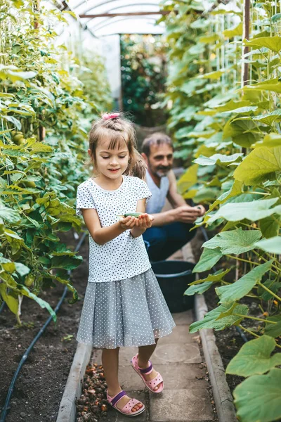 Cute Smiling Little Girl Holding Freshly Picked Cucumber She Helping — Stock Photo, Image