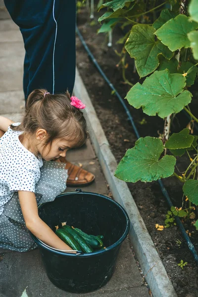 Kleines Mädchen Legt Frisch Gepflückte Gurken Den Eimer Sie Hilft — Stockfoto