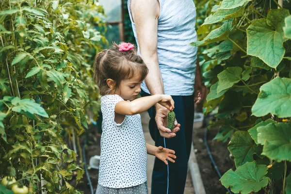 Menina Bonito Ajudando Seu Avô Escolher Pepinos Uma Estufa — Fotografia de Stock