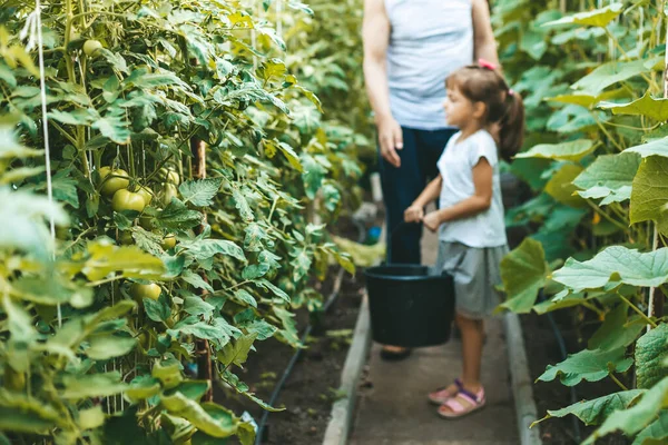 Green Tomatoes Growing Branch Little Girl Bucket Background Selective Focus — Stock Photo, Image