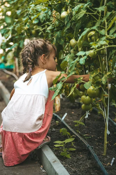 Little Girl Picking Tomato Bush Greenhouse — Stock Photo, Image