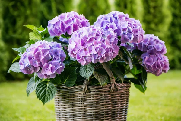 A bush of purple hydrangeas in a charming basket pot
