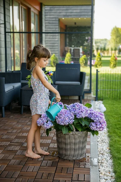Симпатична Маленька Дівчинка Поливає Фіолетові Квіти Гортензії Патіо Допомагає Доглядати — стокове фото