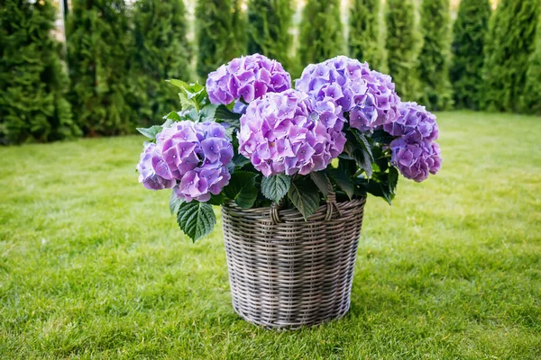 Vibrant purple hydrangeas flourishing in a basket pot in patio