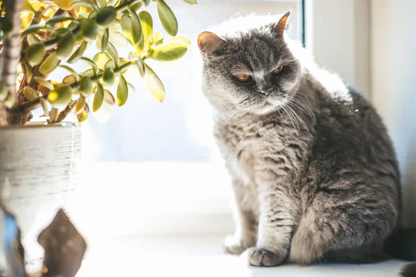 緑の植物の近くの太陽の光でびっしょり窓辺に座っている灰色の英国の猫 — ストック写真