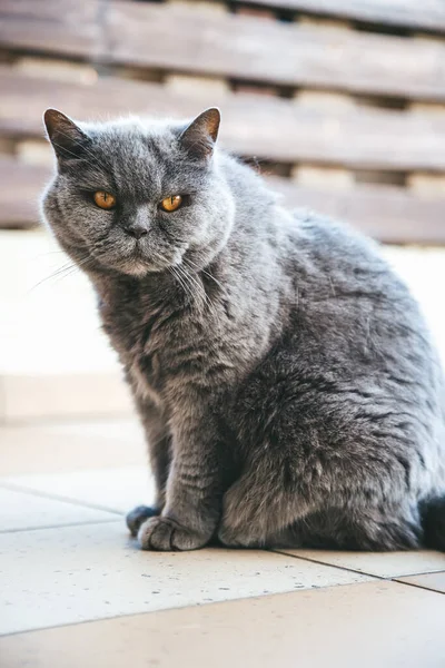 Portrait Unpleased British Grey Cat — Stock Photo, Image