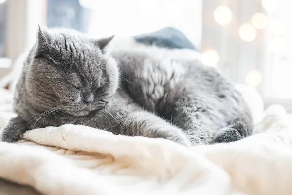 Detailní Záběr Šedá Britská Kočka Spí Teplé Přikrývce Okna — Stock fotografie