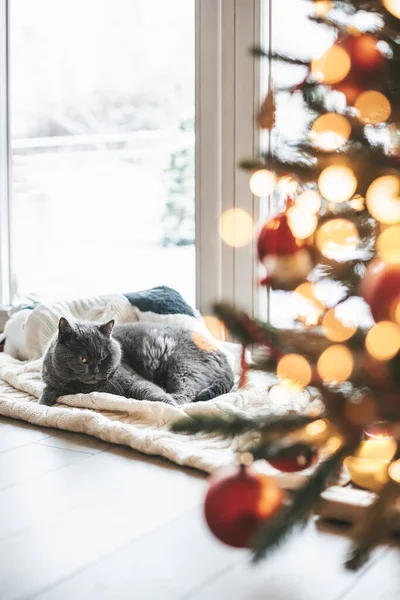 Серый Британский Кот Лежит Одеяле Возле Елки — стоковое фото