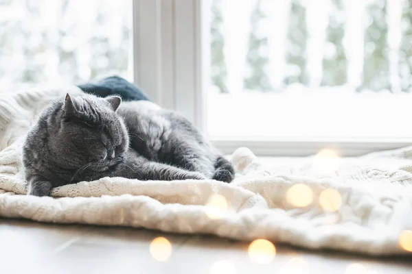 Gato Britânico Cinza Deitado Cobertor Quente Perto Janela Temporada Inverno — Fotografia de Stock