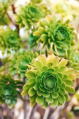 Aeonium 'a yakın çekim, sulu özelliklerini ve Rosette düzeninin simetrisini gösteriyor.