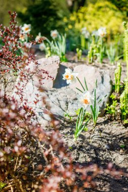 Baharın doğuşunun güzelliğini gösteren turuncu merkezli narsist çiçeklerle dolu canlı bir bahçe sahnesi.