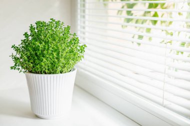 A vibrant soleirolia plant growing in a white ribbed pot, set on a windowsill with soft sunlight filtering through, emphasizing the elegance and ease of indoor plant care clipart