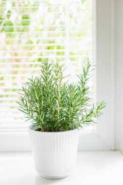 Canlı, yeşil bir biberiye bitkisi, beyaz, tırtıklı bir tencereye yerleştirilmiş, yapraklarını aydınlatan yumuşak doğal ışıkla bir pencere kenarına konmuş, kapalı alandaki bahçeciliğin basitliğini ve güzelliğini gözler önüne seriyor.