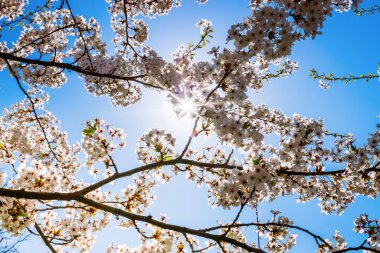 Sakura dallarının açtığı bir bahar arkaplanı. Ağaçtaki çiçekler açık mavi gökyüzüne karşı