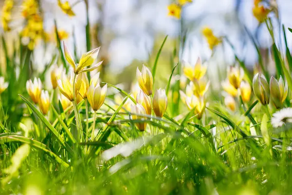 黄色い野生のチューリップのシーンは 春の本質を描いた太陽の光で強調された緑の背景に咲いています ストック写真