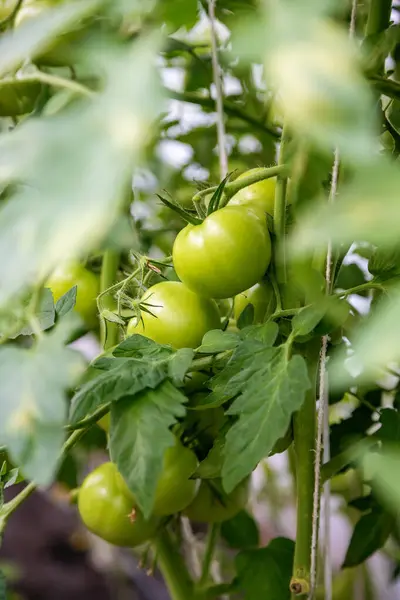 緑のトマトは緑の葉の間で育ち トマトの発達の初期段階と庭の設定内の繁栄の生活を示しています ストック画像