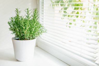 Pencere pervazına yerleştirilmiş ve nazik doğal ışıkla aydınlatılan, beyaz kurdeleli bir tencereye yerleştirilmiş güçlü bir biberiye bitkisi, kapalı alandaki tarımın cazibesini vurguluyor.