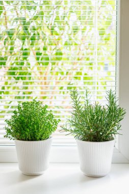 Flourishing rosemary and soleirolia both housed in white ribbed pots, set on a windowsill and gently illuminated by natural light, exemplifying the simplicity and pleasure of indoor gardening clipart