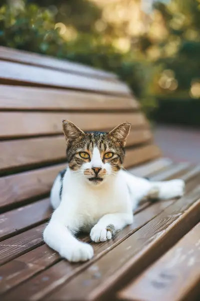 緑に囲まれた木製のベンチに取り囲まれた猫は 落ち着いたリラックス感を醸し出しています コンセプト 猫のゆったりとした推測 ロイヤリティフリーのストック画像