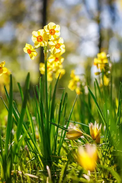 日光に照らされた緑の草の中で繁栄する鮮やかな黄色のナルシッサスの花は春の到来を示しています ストックフォト