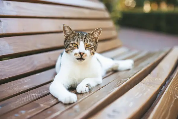 緑に囲まれた木製のベンチに横たわるかわいい猫 落ち着いたリラクゼーションの感覚を除いて ストック画像