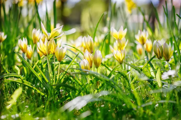 Жовті Дикі Тюльпани Процвітають Яскраво Зеленій Траві Купаються Природному Сонячному Ліцензійні Стокові Фото