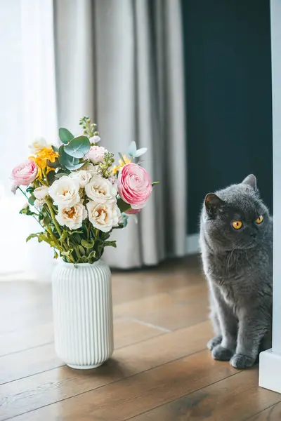 Gato Britânico Cinza Espreitando Por Trás Canto Vaso Vibrante Colorido Imagens Royalty-Free