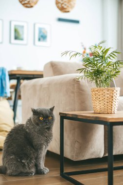 Rahat bir iç mekan, arka planda rahat bir kanepe ve dekoratif unsurlarla ahşap bir masanın üzerinde oturan gri bir İngiliz kedinin yer aldığı.