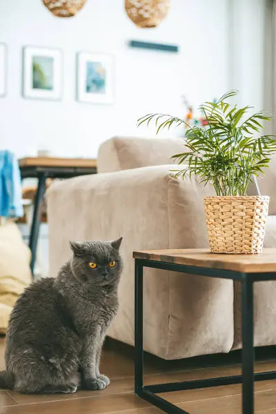 一个舒适的室内环境 有一只灰色的英国猫坐在木桌上的盆栽旁边 背靠着舒适的沙发和装饰元素 免版税图库照片