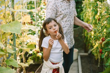 Küçük kız vişneli domates yiyor, büyükbabasının yanında duruyor, yemyeşil domateslerle çevrili.