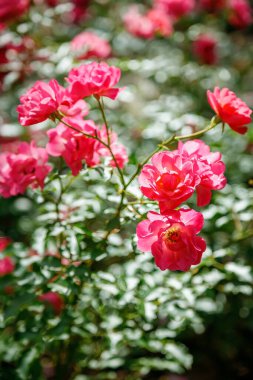 Değişik açılışlarda açan parlak pembe güller kümesi. Güneş ışığı yaprakların arasından süzülerek parlak ve doğal bir ortam yaratıyor.
