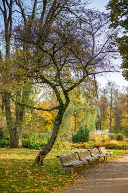 Vilnius 'taki sakin bir sonbahar parkında yaprak kaplı yürüyüş yolu boyunca boş ahşap bankların üzerinde eğri bir ağaç asılı.