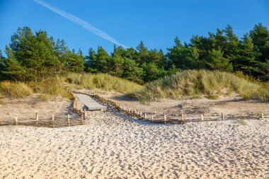 A serene beach scene in Palanga, Lithuania, featuring sandy dunes with tall grasses and a forest with pine trees under a clear blue sky clipart