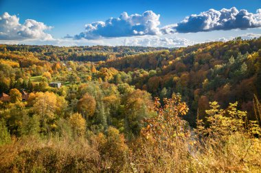 Litvanya 'nın Vilnius kentindeki Pavilniai Bölgesel Parkı' ndaki gür Puckoriu atodanga ormanını yeşil, sarı ve turuncunun canlı sonbahar renkleri süslüyor.