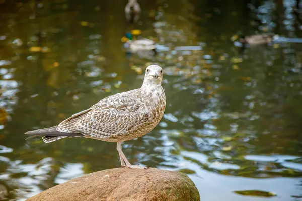 stock image A juvenile gull, its plumage a mix of brown and white, stands on a rock beside a tranquil pond