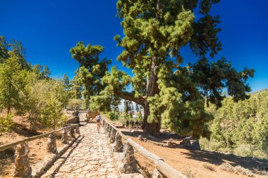 Pino Gordo olarak bilinen Kanarya Adası 'ndaki yüksek çam ağacı. Tenerife 'nin korunan bir bölgesinde yer alan ağaç, doğal bir anıt olarak önemini belirten yürüyüş yolları ve küçük bir çitle çevrilidir.