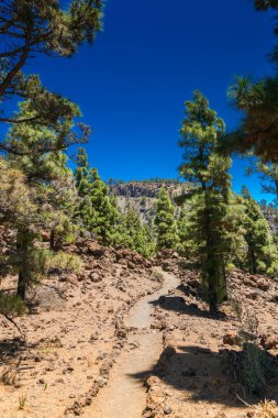 Bir çam ormanının içinden geçen yürüyüş yolu Paisaje Lunar 'ın çarpıcı kaya oluşumlarına öncülük ediyor. Açık mavi gökyüzü macera duygusunu arttırır.