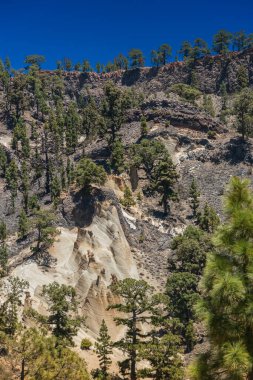 Tenerife 'deki Paisaje Lunar' da uzun kabadayılar daha karanlık ve volkanik bir manzaradan dramatik bir şekilde yükselirler. Yeşil çam ağaçlarıyla çevrelenmiş ve parlak mavi gökyüzüne karşı kurulmuş kuleler adanın volkanik geçmişine bir bakış sunuyor.