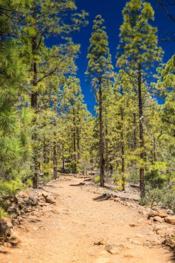 Tenerife 'deki Paisaje Lunar' a giden bir yürüyüş yolu, açık mavi gökyüzünün altında yüksek çam ağaçları olan bir ormanlık alanda.