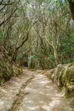 Kırsal Anaga Parkı, Tenerife 'de, yosunlara sarılmış defne ağaçlarının doğal bir tepe örtüsü oluşturması gibi sakin ve eski bir duyguyla güzel bir orman yolu.
