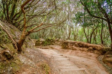 Çok güzel bir Sendero de los Sentidos yürüyüş yolu Tenerife 'nin Anaga Kırsal Parkı' nda, antik defne ağaçlarının altında bir yol var.