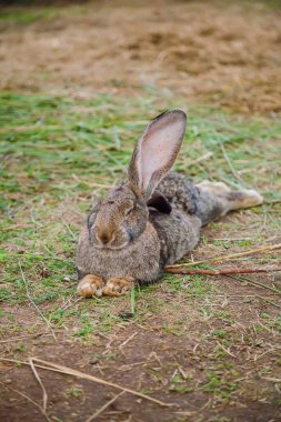 Büyük kahverengi ve gri bir tavşan. Bir kulağı dimdik ve bir kulağı yerde yeşil çimenler ve kuru samanlarla yatıyordu.