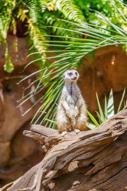 Ahşap bir parça üzerinde dik duran dikkatli bir mirket, eğrelti otları ve yeşillik ile dolu yemyeşil bir orman benzeri zemin
