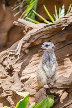 Ahşap bir levrek üzerinde dimdik duran büyüleyici bir mirket, canlı yeşil bitkiler ve karmaşık eğreltiotu yapraklarıyla vurgulanmış.