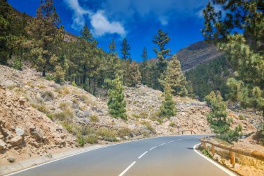 Dağ yolu Tenerife 'deki Teide Ulusal Parkı' nın ormanlık alanından geçiyor, yemyeşil ağaçlar ve mavi bir gökyüzü sergiliyor. Manzara huzurlu ve davetkar, seyahat meraklıları için mükemmel.