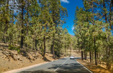 Beyaz araba Tenerife 'deki Teide Ulusal Parkı' nda dolambaçlı bir yolda ilerliyor. Uzun ağaçlar, berrak mavi gökyüzünün altındaki yol boyunca uzanır. Yol gezileri için ideal, sakin, doğal bir ortam yaratır.