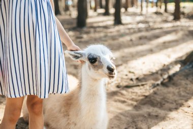 Çizgili elbiseli küçük bir çocuk güneşli bir ormanda sakin bir lama besliyor. Sahne, empati ve merakın vurgulandığı doğal ortamda insanlar ve hayvanlar arasındaki bağlantıyı vurguluyor.